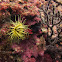 Tube anemone, Viltkokeranemonen, Cerianthus