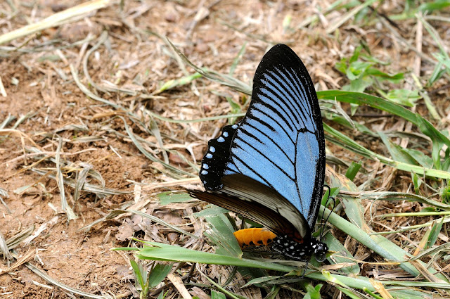 Papilio zalmoxis HEWITSON, 1864, mâle. Ebogo (Cameroun), 25 avril 2013. Photo : Daniel Milan