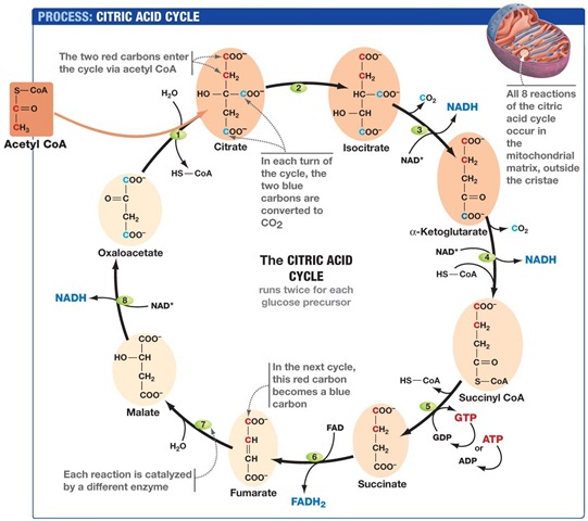 Citric acid Cycle