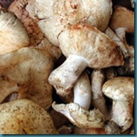 expensive-mushroom