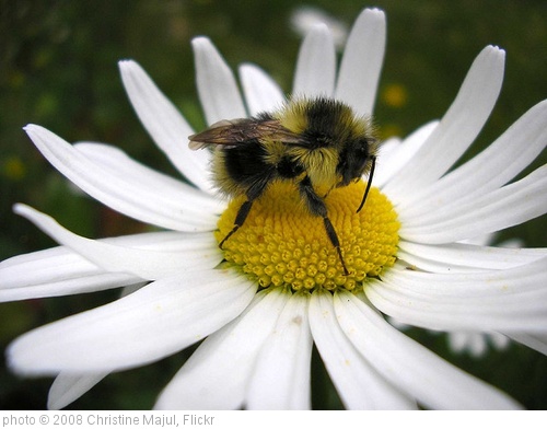 'Summer is here, Bee on Daisy' photo (c) 2008, Christine Majul - license: http://creativecommons.org/licenses/by/2.0/