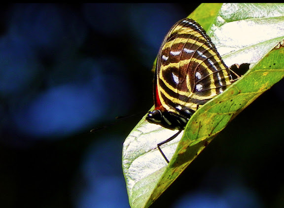 Lépidoptères de Pitangui au Minas Gerais - Callicore astarte selima (GUENÉE, 1872). Pitangui (MG, Brésil), 8 septembre 2013. Photo : Nicodemos Rosa