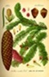 Picea abies Picea abies