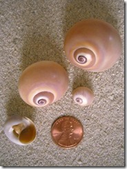 Shark's eye or Moon Shell (gastropod)