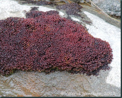 18-moss-or-lichen
