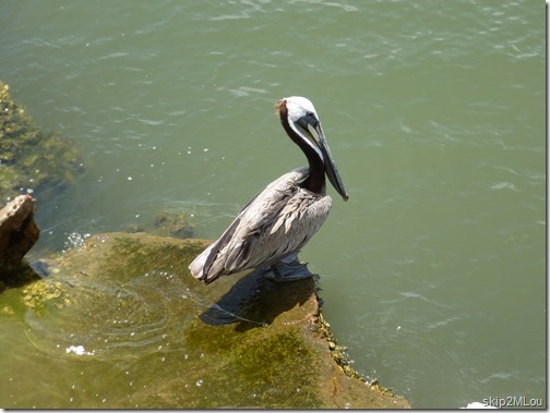 June 10, 2013: Brown Pelican