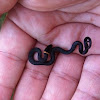 Ringneck Snake