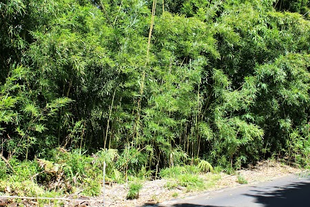 15. Padurea de bambus Hana road.JPG