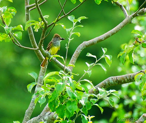 4. great-crested flycatcher-kab