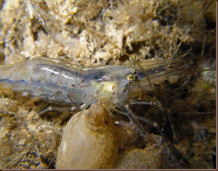 Palaemon macrodactylus