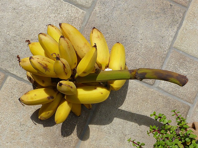 bananen_1_01