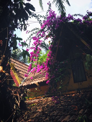 pink flowers.jpg pink flowers
