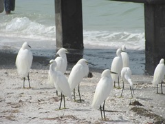 Florida Sanibel egrets near pier