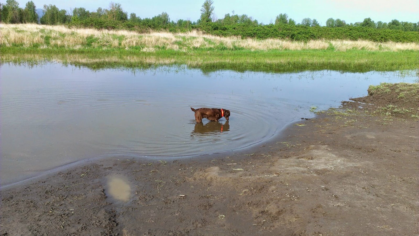 A Day In the Life of Monster...and Family Sandy river delta dog park