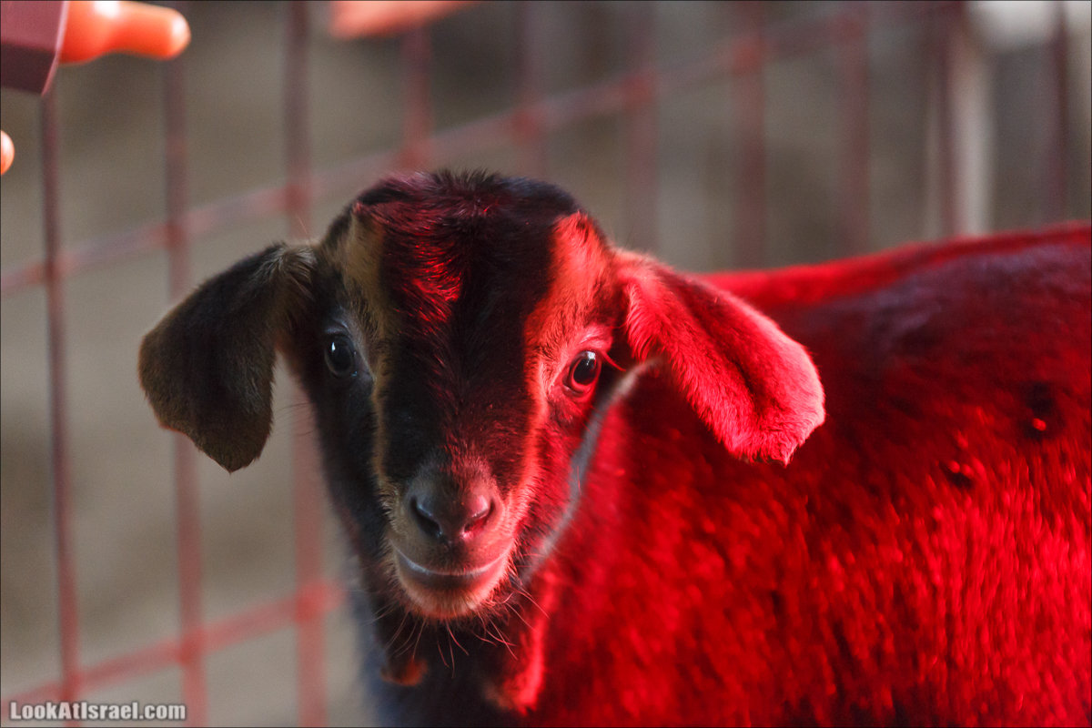 Менахемия - Козья Ферма Аз Из и медицинский музей Бейт ха-Рофе | Menahemia - As Is farm and medical museum | LookAtIsrael.com - Фото путешествия по Израилю | מנחמיה - חוות עז עיז ובית הרופא