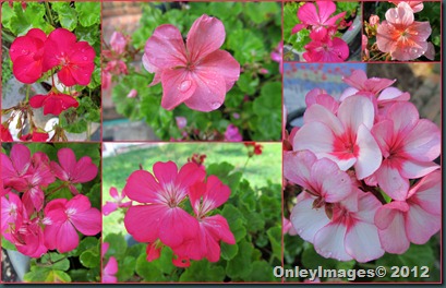 geraniums collage2