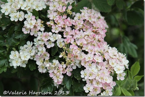 7-May-blossom