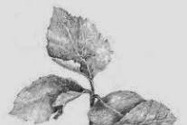 Pictures of Animals Plants and Objects