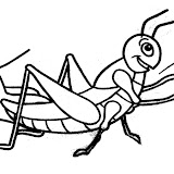 sauterelle3.jpg