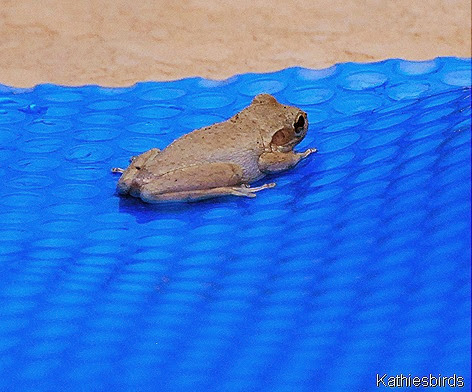 3. frog on pool cover-kab