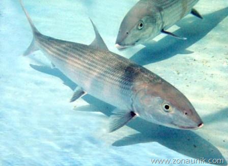 [Bonefish%255B3%255D.jpg]