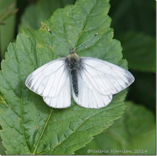 12-green veined white-butterfly