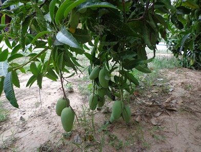  Mangoes  tree  around my house 