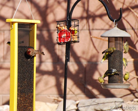 1. bird feeders-kab