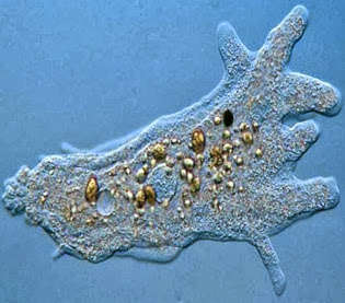 Unicellular organism- Amoeba proteus