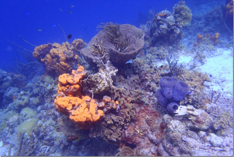 023k bunte korallen