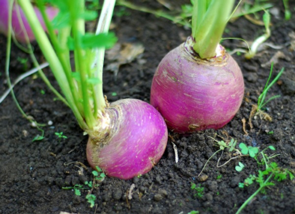 [turnips%255B4%255D.jpg]