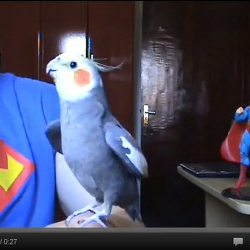 Παπαγαλάκι τραγουδά Superman