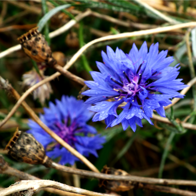 [blue%2520cornflowers%2520and%2520seed%2520pods%255B4%255D.png]