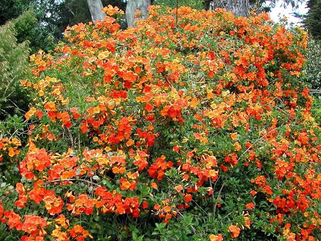 [Streptosolen-jamesonii-13.jpg]