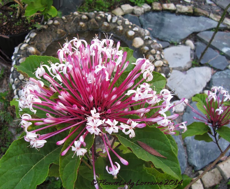 [02-10-clerodendrum%255B4%255D.jpg]