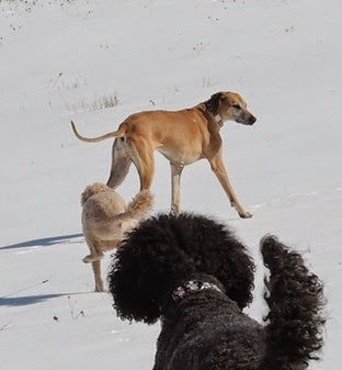 20150319_144530-dogs