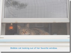 Bobbiecat watching the traffic