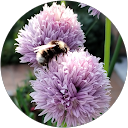 Image Google de Nicole Dematte
