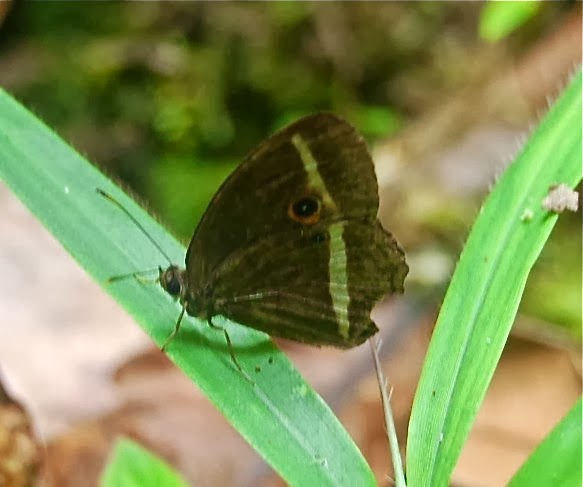 Heteropsis vola (WARD, 1870), endémique. Parc de Mantadia (Madagascar), 27 décembre 2013. Photo : T. Laugier