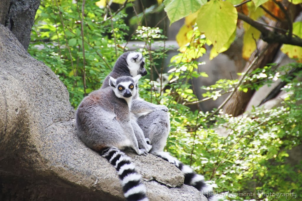 [Lemur%2520Help%2520You%255B3%255D.jpg]