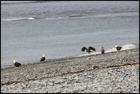 Several-Eagles-on-the-Beach
