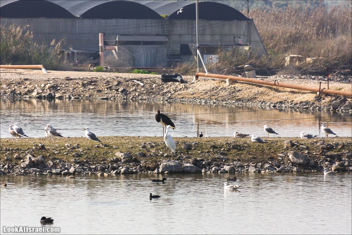 LookAtIsrael.com - Киббуц Кфар Рупин | Kibbutz Kfar Rupin | קיבוץ כפר רופין