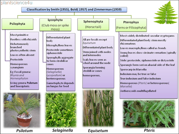 Pteridophytes classification by Smith Pteridophytes classification by Smith