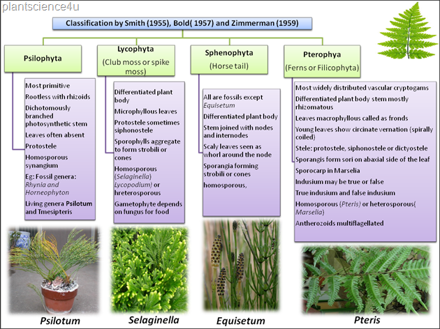 Pteridophytes classification by Smith