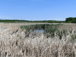 2013-06-17 Hecla Island - 083