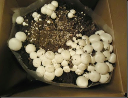 Mushrooms growing 1