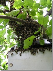 Rojení  a velikost včelstva 092