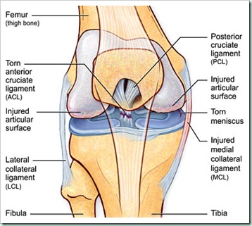 cartilage knee etc