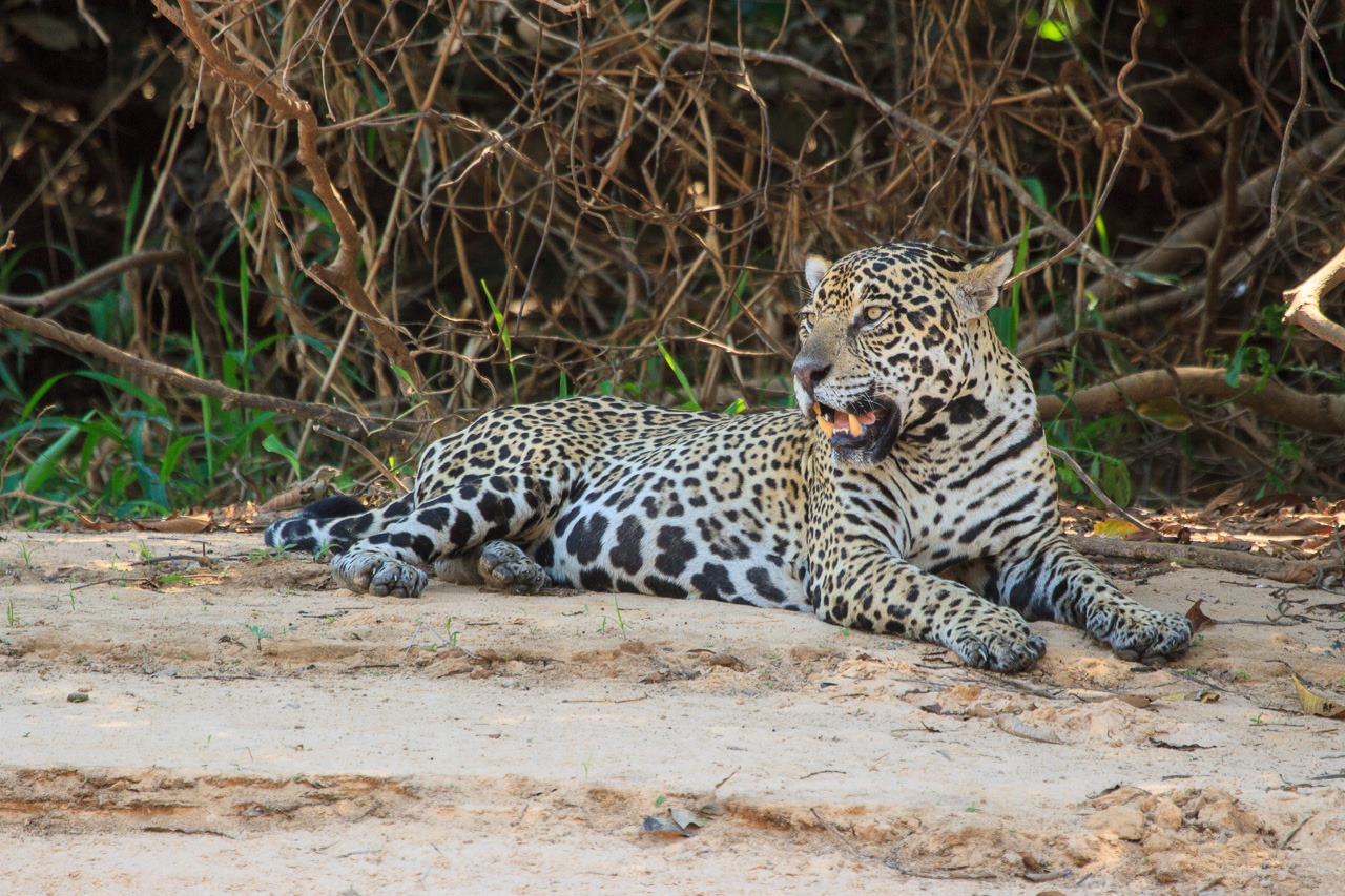 [Pantanal_Jaguar-1%255B3%255D.jpg]