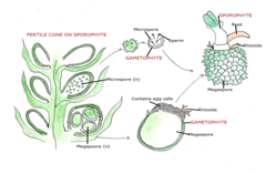 Selaginella Gametophyte 